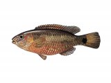 Illustration of Wrasse (Corking) Crenilabrus melops (#1109)