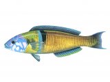 Illustration of Wrasse (Turkish, Rainbow or Peacock) (male) Thalassoma pavo (#1123)