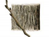 Illustration of Wych Elm bark & twig (Ulmus glabra) (#2403)