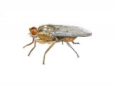 Illustration of Yellow Dung Fly (Scathophaga stercoraria) (#3268)