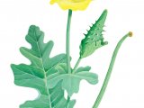 Illustration of Yellow Horned Poppy (Glaucium flavum) (#2082)