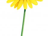 Illustration of Yellow Ox-Eye Daisy (Buphthalmum salicifolium) (#3191)