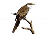 Illustration of Yellow-billed Cuckoo (Coccyzus americanus) (#0828)