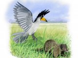 Illustration of Yellow-billed Hornbill (Tockus leucomelas) & Dwarf Mongoose (Helogale parvula) (#3334)