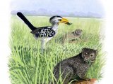 Illustration of Yellow-billed Hornbill (Tockus leucomelas) & Dwarf Mongoose (Helogale parvula) (#3335)