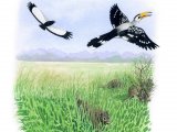 Illustration of Yellow-billed Hornbill (Tockus leucomelas) & Dwarf Mongoose (Helogale parvula) (#3336)