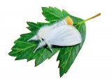 Illustration of Yellow-tailed Moth (Euproctis similis) (#2793)