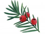 Illustration of Yew berries (Taxus baccata) (#2781)