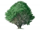 Illustration of Yew Tree (Taxus baccata) (#4199)