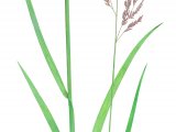 Illustration of Yorkshire Fog (Holcus lanatus) (#2274)