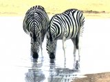 Illustration of Zebra (Equus quagga) (#1131)