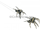 Illustration of Zebra Spider (Salticus scenicus) (#1488)