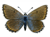 Illustration of Adonis Blue female (Polyommatus bellargus) (#1370)