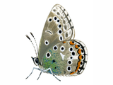 Illustration of Adonis) Blue male (Polyommatus bellargus) (#0067)