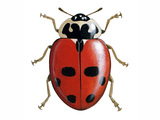 Illustration of Adonis Ladybird (Adonia variegata) (#0488)