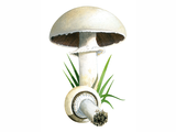 Illustration of Agaricus arvenis (Field or Horse mushroom) (#1637)