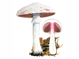 Illustration of Agaricus benesii (#1614)