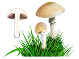 Illustration of Agaricus depauperatus (#1623)