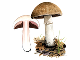 Illustration of Agaricus fuscofibrillosus (#1608)