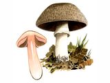 Illustration of Agaricus langei (Scaly Wood Mushroom) (#1613)
