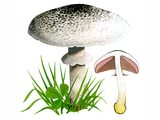 Illustration of Agaricus moelleri (Inky Mushroom) (#1644)