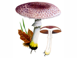 Illustration of Agaricus porphyrizon (Lilac Mushroom) (#1642)