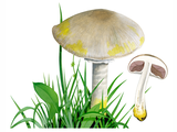 Illustration of Agaricus xanthodermus (Yellow Stainer) (#1640)