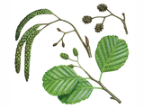 Illustration of Alder Leaves & Flowers (Alnus glutinosus) (#0126)