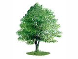 Illustration of Alder Tree (Alnus glutinosus) (#0125)