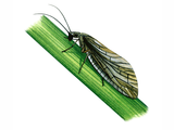 Illustration of Alderfly (Sialis lutraria) (#1023)