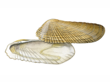 Illustration of American Piddock (Petricola pholadiformis) (#2349)