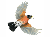 Illustration of American Robin (Turdus migratorius) (#4540)