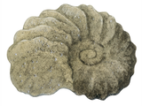 Illustration of Ammonite fossil (Schloenbachia) (#0471)