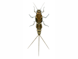 Illustration of Anglers Curse Nymph (Caenis horaria) (#2825)