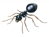 Illustration of Ant (Black Garden) Lasius niger (#4634)