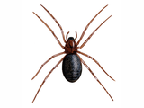Illustration of Ant-eating Spider (Zodarion italicum) (#4702)