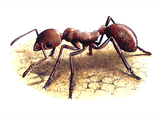 Illustration of Ant (red) Myrmica rubra (#1031)