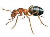 Illustration of Ant (Slavemaker) Formica sanguinea (#1859)