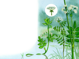 Illustration of Aquatic Plants - Fools watercress, Lesser water-parsnip, Greater water parsnip, (#0980)