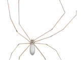 Illustration of Architrave Spider (Pholcus phalangioides) (#1221)