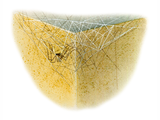 Illustration of Architrave Spider Web (Pholcus phalangioides) (#1514)
