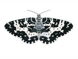 Illustration of Argent & Sable Moth (Rheumaptera hastata) (#3454)