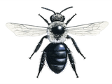 Illustration of Ashy mining Bee (Andrena cineraria) (#3226)