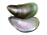 Illustration of Asian Green Mussel (Perna viridis) (#4622)