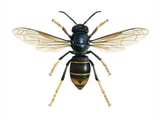 Illustration of Asian Hornet (Vespa velutina) (#3228)