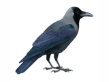 Illustration of Asian House Crow (Corvus splendens) (#4425)