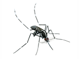 Illustration of Asian tiger mosquito (Aedes albopictus) (#3873)