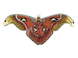 Illustration of Atlas Moth (Attacus atlas) (#4746)