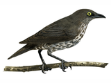 Illustration of Atol Starling (Aplonis feadenis) immature (#2221)