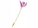 Illustration of Autumn Crocus (Colchicum autumnale) (#4369)